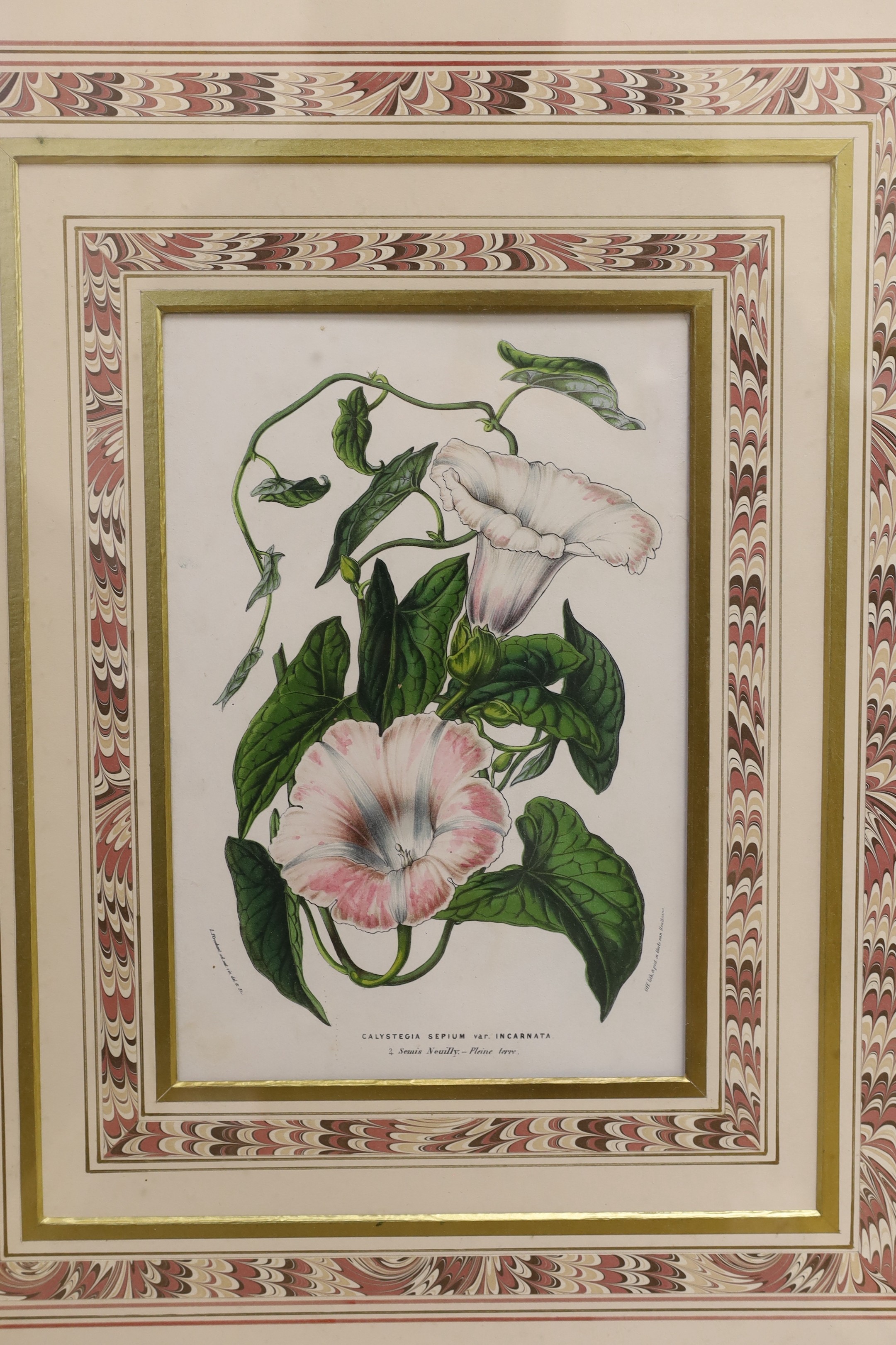 A set of four Victorian hand coloured lithographs of exotic garden flowers, 23 x 15cm